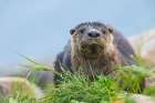 River otter pauses for glance about while foraging along the Churchill River in Northern Manitoba Art Print